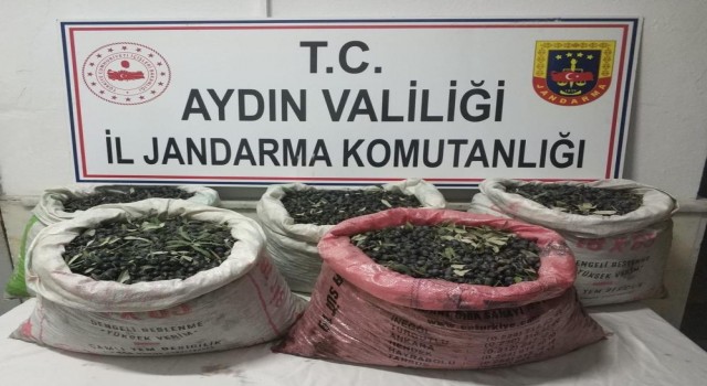 Zeytin hırsıları kamera kayıtları incelenerek yakalandı