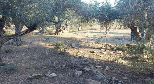 Zeytin hırsızları yakalandı