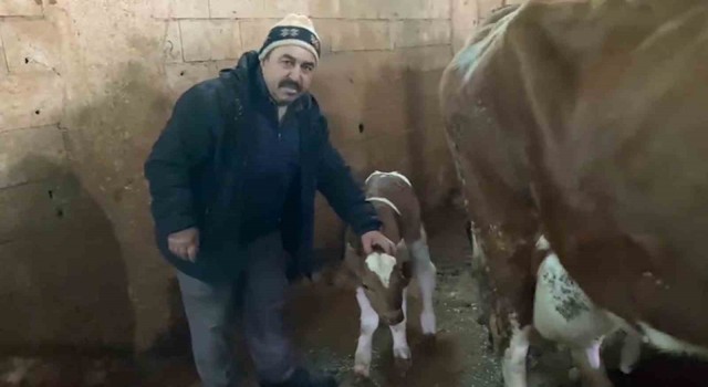 15 gün erken doğan buzağılara Deprem 1 ve Deprem 2 ismini verdi