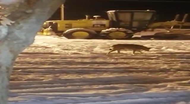 Aç kalan kurt ilçe merkezine indi