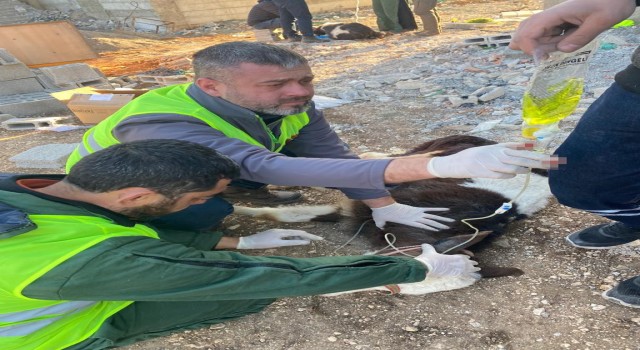 Adıyamanda enkaz altında kalan 2 buzağı, 13üncü günde sağ olarak çıkarıldı