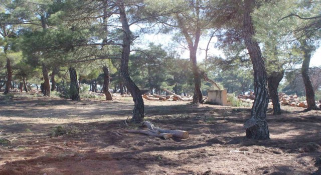 Aktaş Çamlığında gençleştirme çalışması başladı