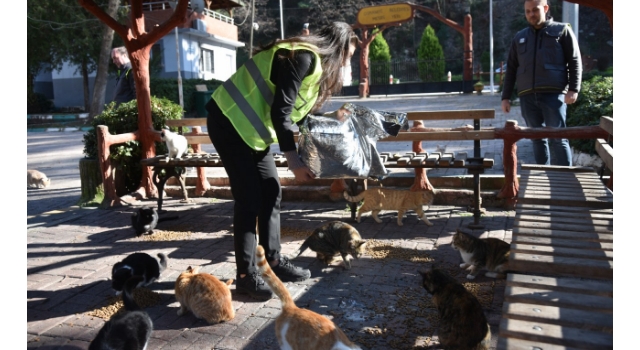 Asrın Felaketinde Sokak Hayvanları Unutulmadı
