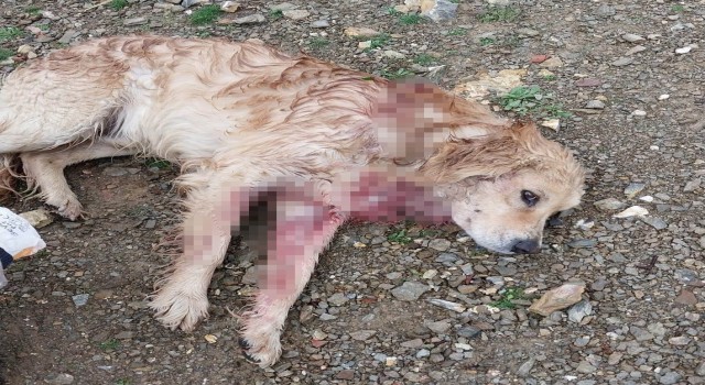 Av tüfeğiyle vurulan köpek yaralandı
