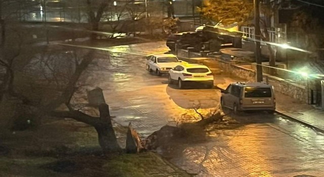Balıkesirde fırtına nedeni ile ağaçlar devrildi, çatılar uçtu