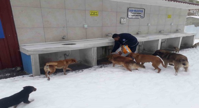 Biga Belediyesinden karlı havada sokak hayvanlarına mama