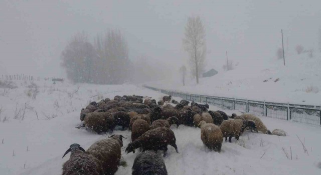 Bingölde besicilerin zorlu kış şartlarıyla mücadelesi
