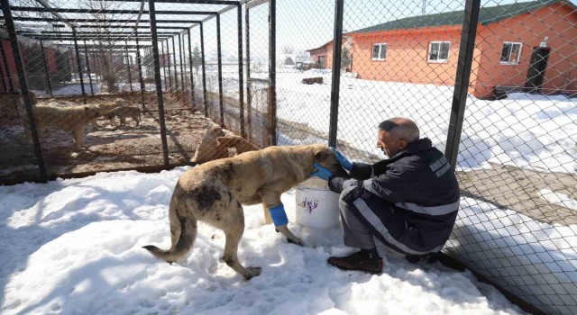 Bingölde hasta ve yaralı köpek, tedavi altına alındı