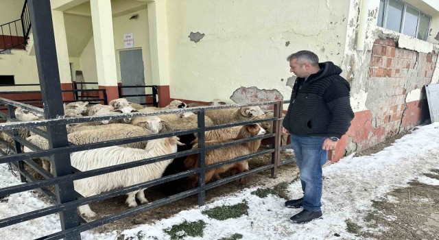 Bu ilçede ahırından koyununu alan depremzedelere bağışladı