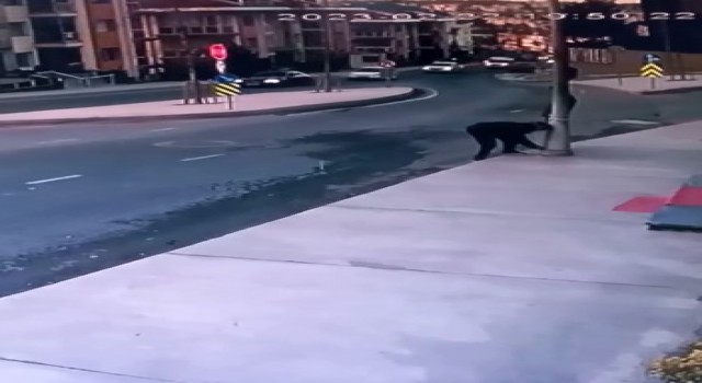 Büyükçekmecede hırsızlar, aydınlatma direklerine dadandı: O anlar kamerada