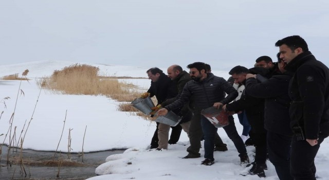 Çaldıranda yaban hayvanları için sulak alanlara yem bırakıldı