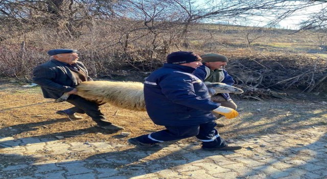 Deprem bölgesi için hayvan bağışladılar