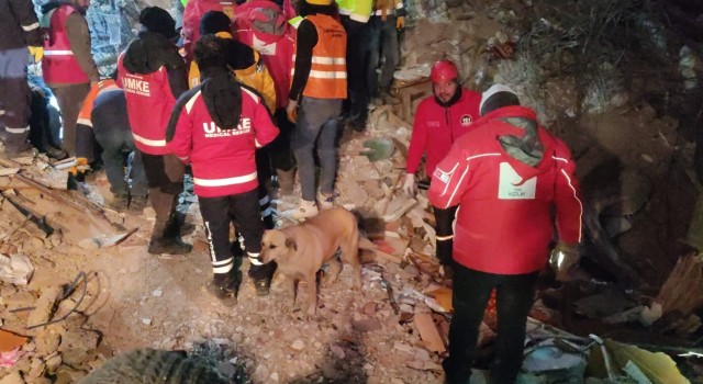 Deprem bölgesindeki köpek Kızılay ekiplerinin maskotu oldu