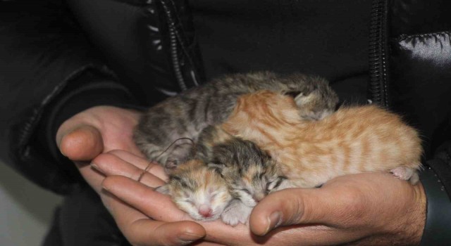 Depremde boşaltılan binada mahsur kalan kedi açlıktan yavrusunu yedi