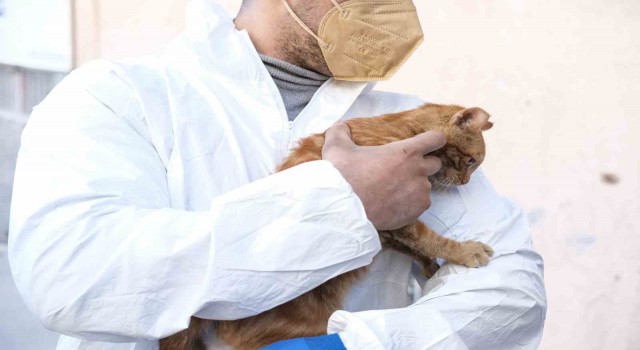 Depremden 248 saat sonra enkazdan sağ çıkarılan kediye ‘AFAD ismi verildi