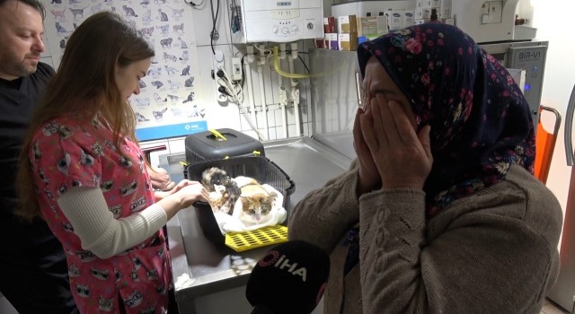 Depremden kurtulan kedi, sezaryenle yavrularını dünyaya getirdi