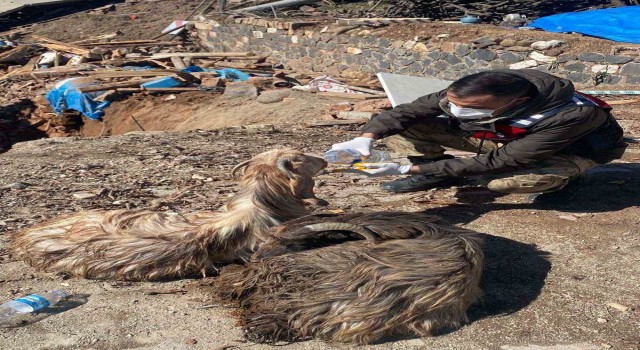 Depremin merkezi olan Pazarcıkta 343 hayvan canlı kurtarıldı