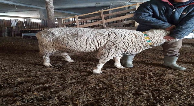 Depremzedeler için 17 bin liralık koçunu 10 bin lira bağış karşılığında satışa sundu