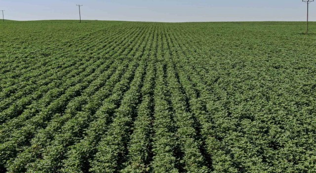 Diyarbakır tarımı çığır açtı: 813 tane tesis kuruldu, 452 milyon TL karşılıksız hibe aktarıldı