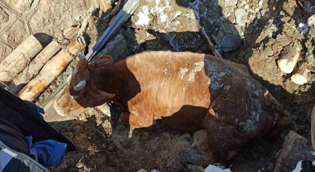 Ekipler enkaz altında kalan hayvanları kurtarılıp, brandadan hayvan barınağı kuruyor