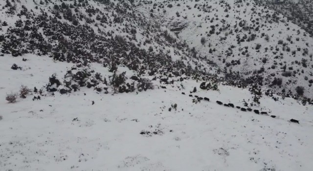 Elazığda kar üzerindeki domuz sürüsü dron ile görüntülendi