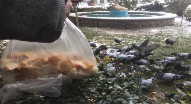Eskişehirli hayvanseverler karlı havalarda güvercinleri unutmadı