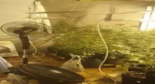 Evin içini seraya çevirip uyuşturucu yetiştirmişler