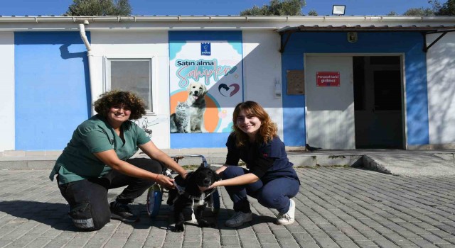 Felçli köpek Karam ilgi ve sevgiyle yeniden yürümeye başladı