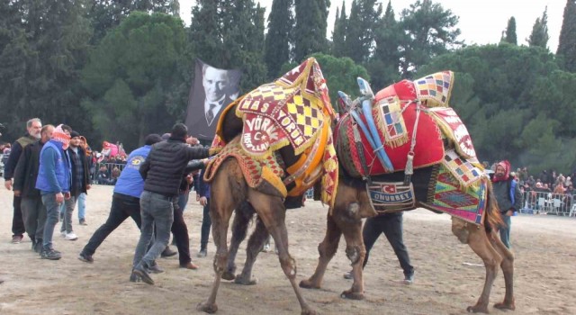 Gömeçte deve güreşi heyecanı yaşandı