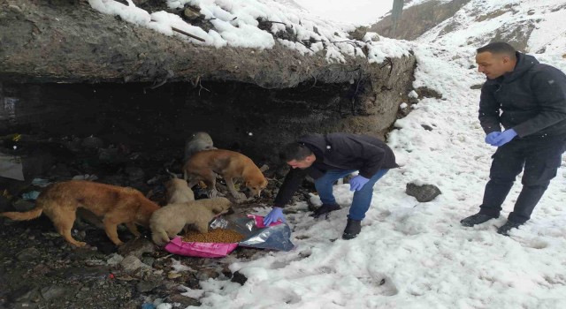 Hakkaride başıboş köpeklere yiyecek bırakıldı