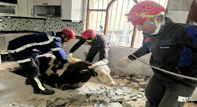Hatayda enkaz altında kalan inek kurtarıldı