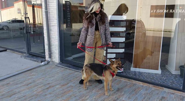 Hatayda yaralanan köpek, 6 ay süren tedavisinin ardından sağlığına kavuştu
