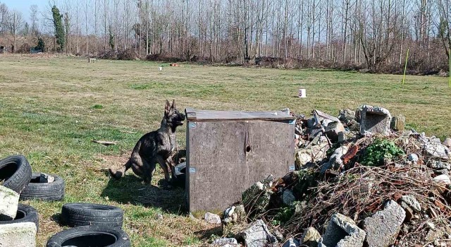 Hayat kurtaran köpekler böyle yetişiyor