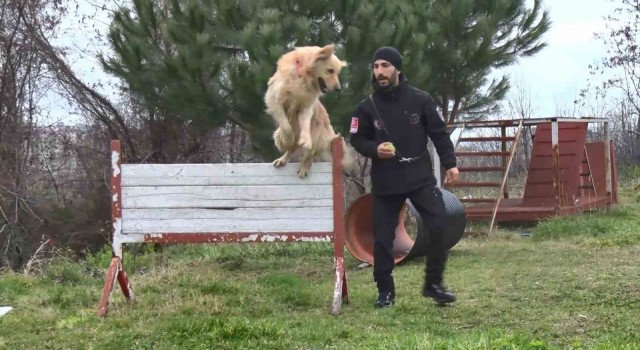 Hayat kurtaran köpekler işte bu aşamalardan geçiyor