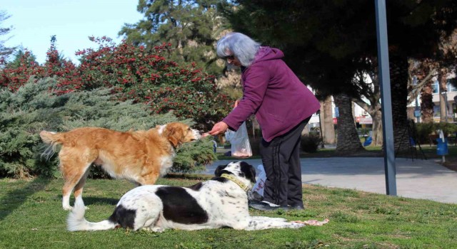 Her gün yaşadığı bölgedeki sokak hayvanlarını besliyor