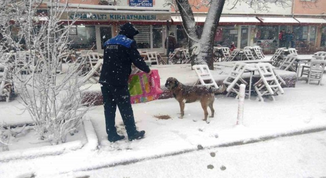 Hisarcık Belediyesi sokak hayvanlarını aç bırakmadı