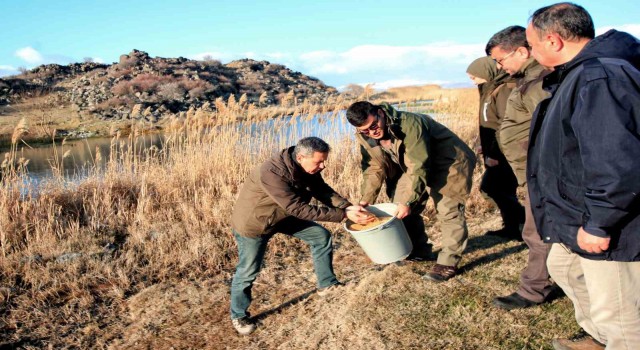 Hürmetçi Sazlığında Yemleme Çalışması Yapıldı