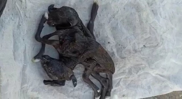 Iğdır'da çift başlı altı ayaklı oğlak dünyaya geldi