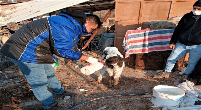 Iğdırdan deprem bölgesine giden veteriner hekimler geri döndü