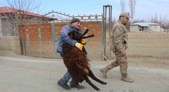 Iğdırdan deprem bölgesine kavurma için hayvan desteği