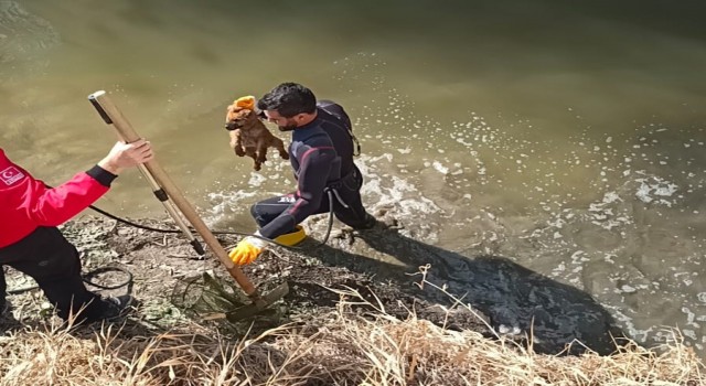 Kanala düşen yavru köpek arama kurtarma ekiplerince kurtarıldı