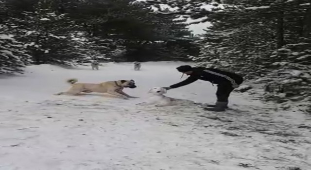 Kangal sahibinin yaptığı kardan köpeği kıskandı