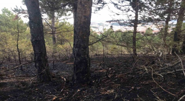 Kastamonuda orman yangını söndürüldü, yüzlerce ağaç küle döndü