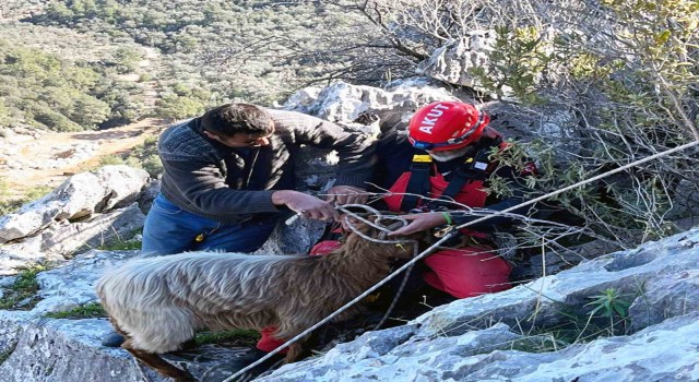 Kayalıklarda mahsur kalan keçileri AKUT kurtardı