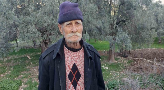 Kendi diktiği zeytin ağaçlarını korumak için başka bahçesine nakletmek istedi, başına gelmeyene kalmadı