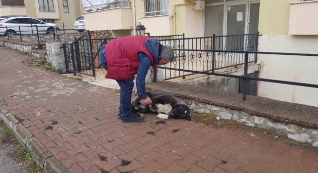 Kendisine iki gün yiyecek veren esnafa vefasını böyle gösteriyor