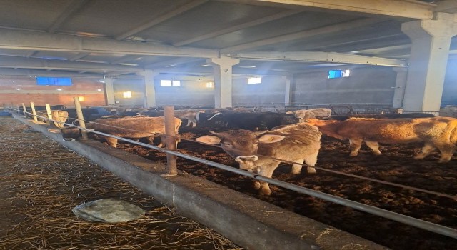 Kırklarelide 39 kaçak hayvan yakalandı
