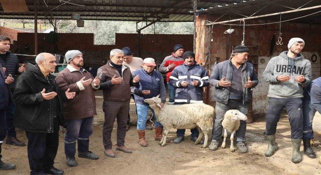 Koçarlıda vatandaşlar depremzedeler için koyun bağışladılar