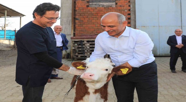 Körfezde hayvan üreticilerine müjde: Aşı ve küpeleme 2023te de sürecek