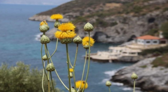 Kuşadası Belediyesinden ‘Doğal Botanik Parka koruma çemberi